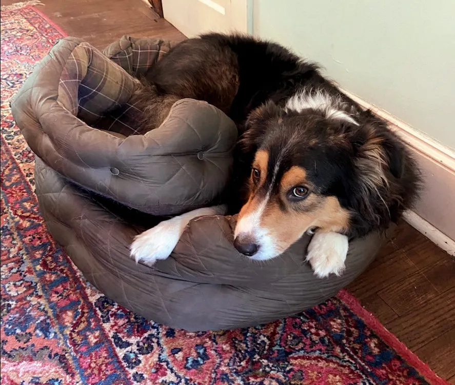 Barbour Quilted Dog Bed