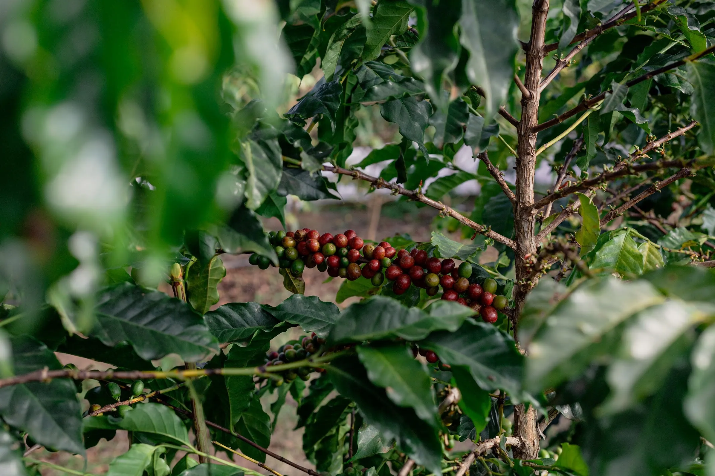 BRAZILIA FAZENDA SAO DOMINGO 250G