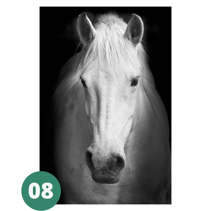 Canvas Print - Animal Portraits