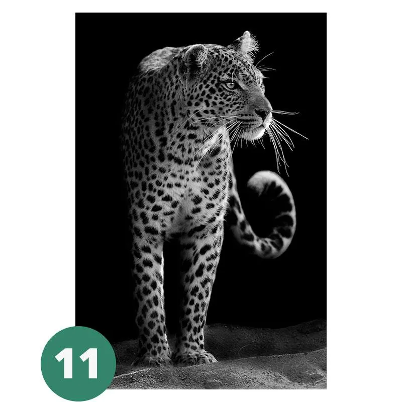 Canvas Print - Animal Portraits