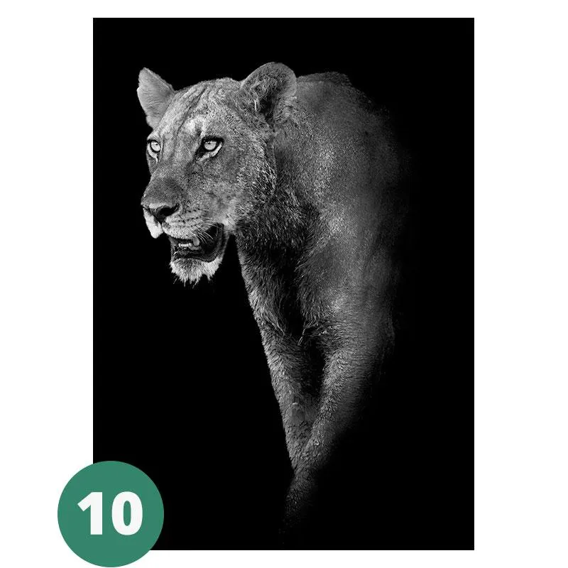Canvas Print - Animal Portraits