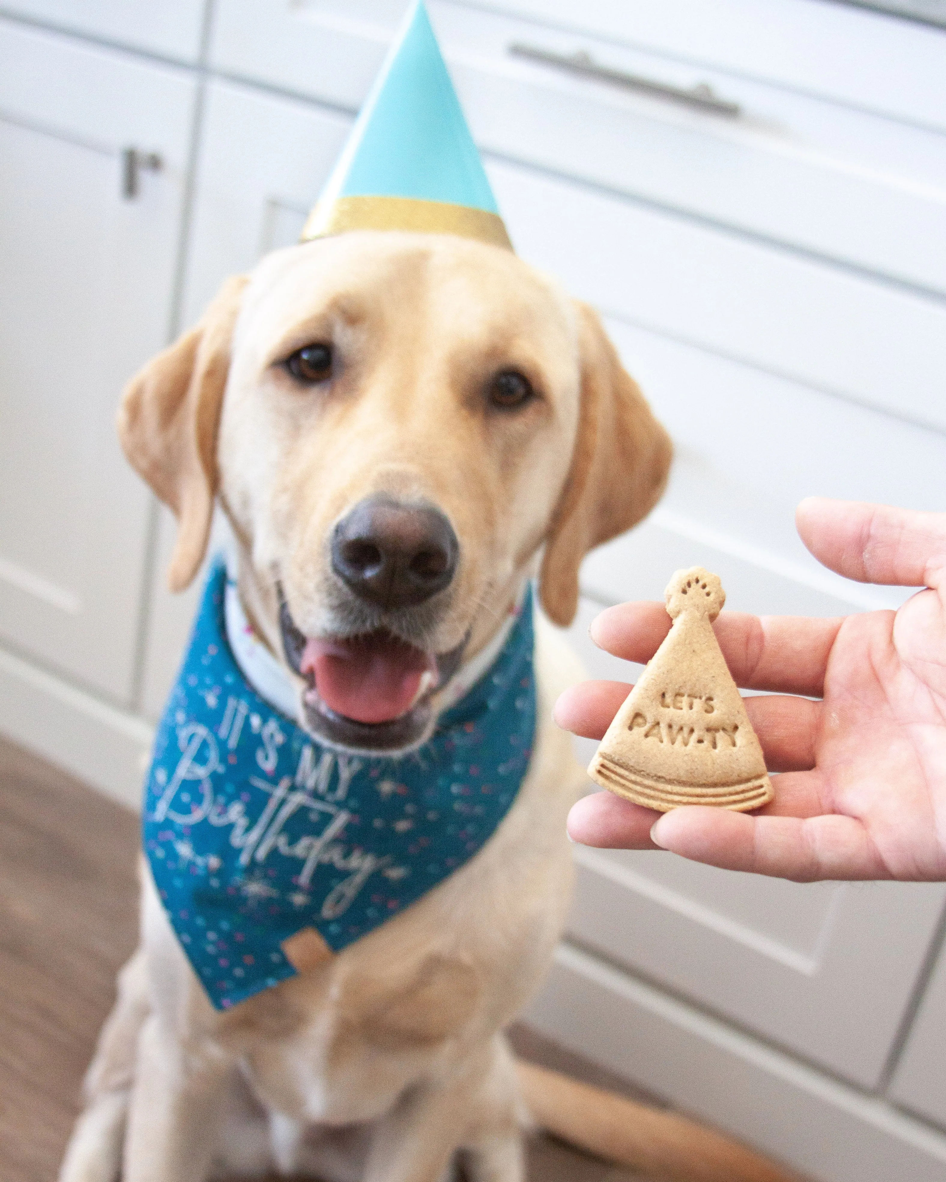 Celebration Bundle Dog Cookie Cutters (set of 5)