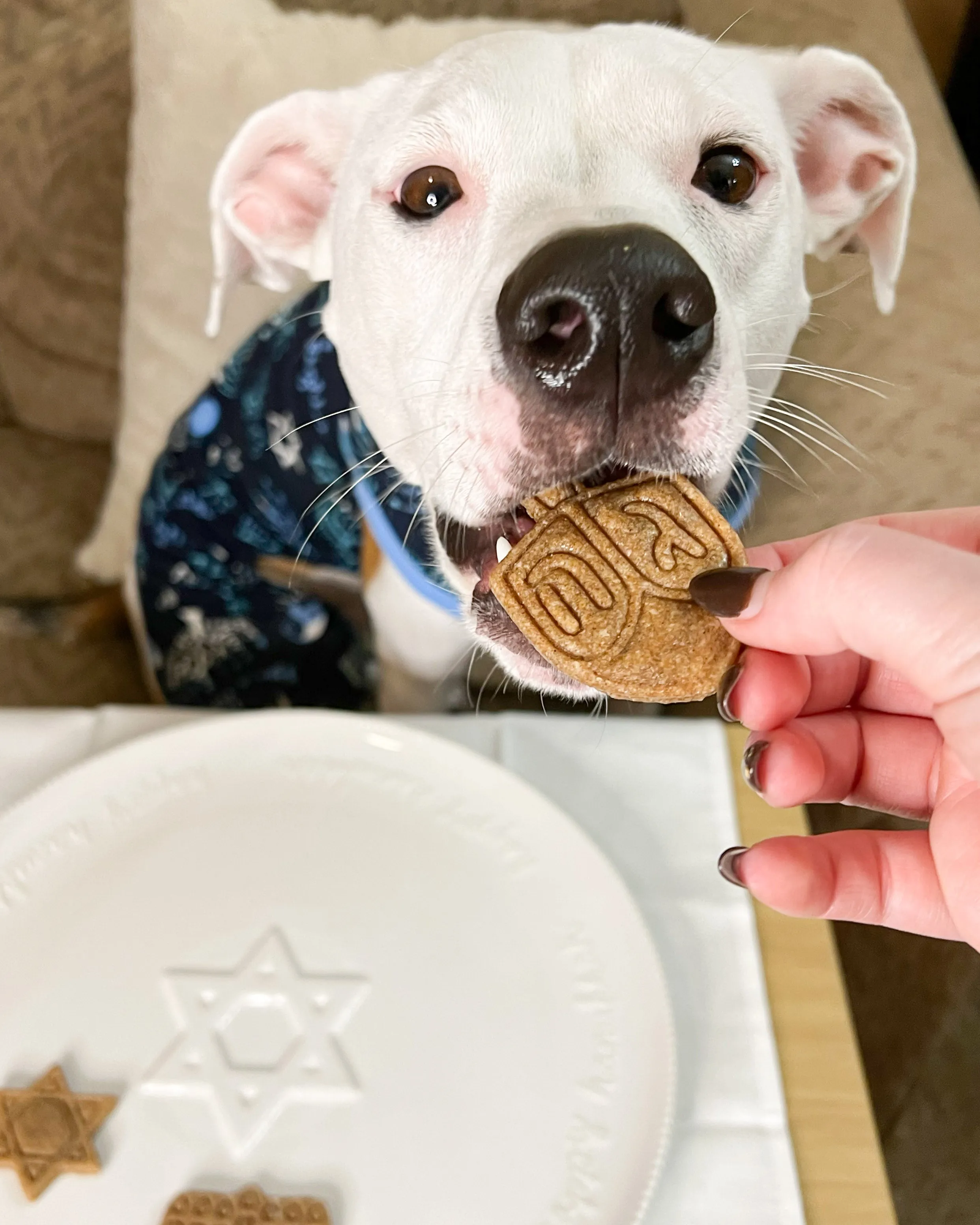 Dreidel Cookie Cutter -  Hanukkah Dog Cookie Cutter
