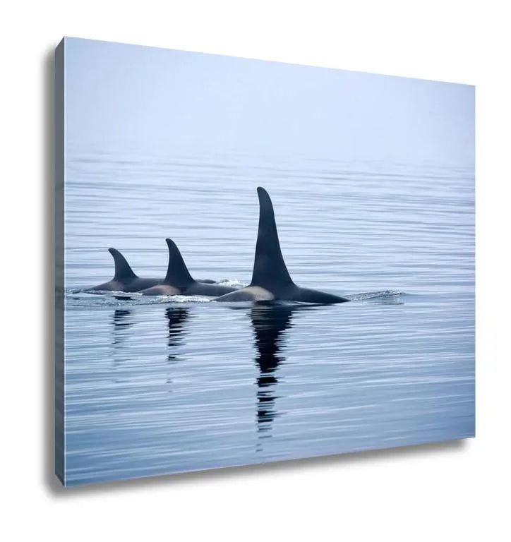 Gallery Wrapped Canvas, Three Killer Whales With Huge Dorsal Fins At Vancouver Island
