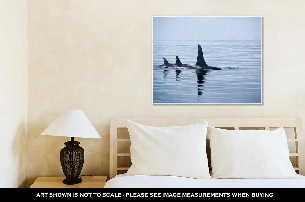 Gallery Wrapped Canvas, Three Killer Whales With Huge Dorsal Fins At Vancouver Island