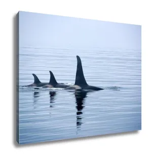 Gallery Wrapped Canvas, Three Killer Whales With Huge Dorsal Fins At Vancouver Island