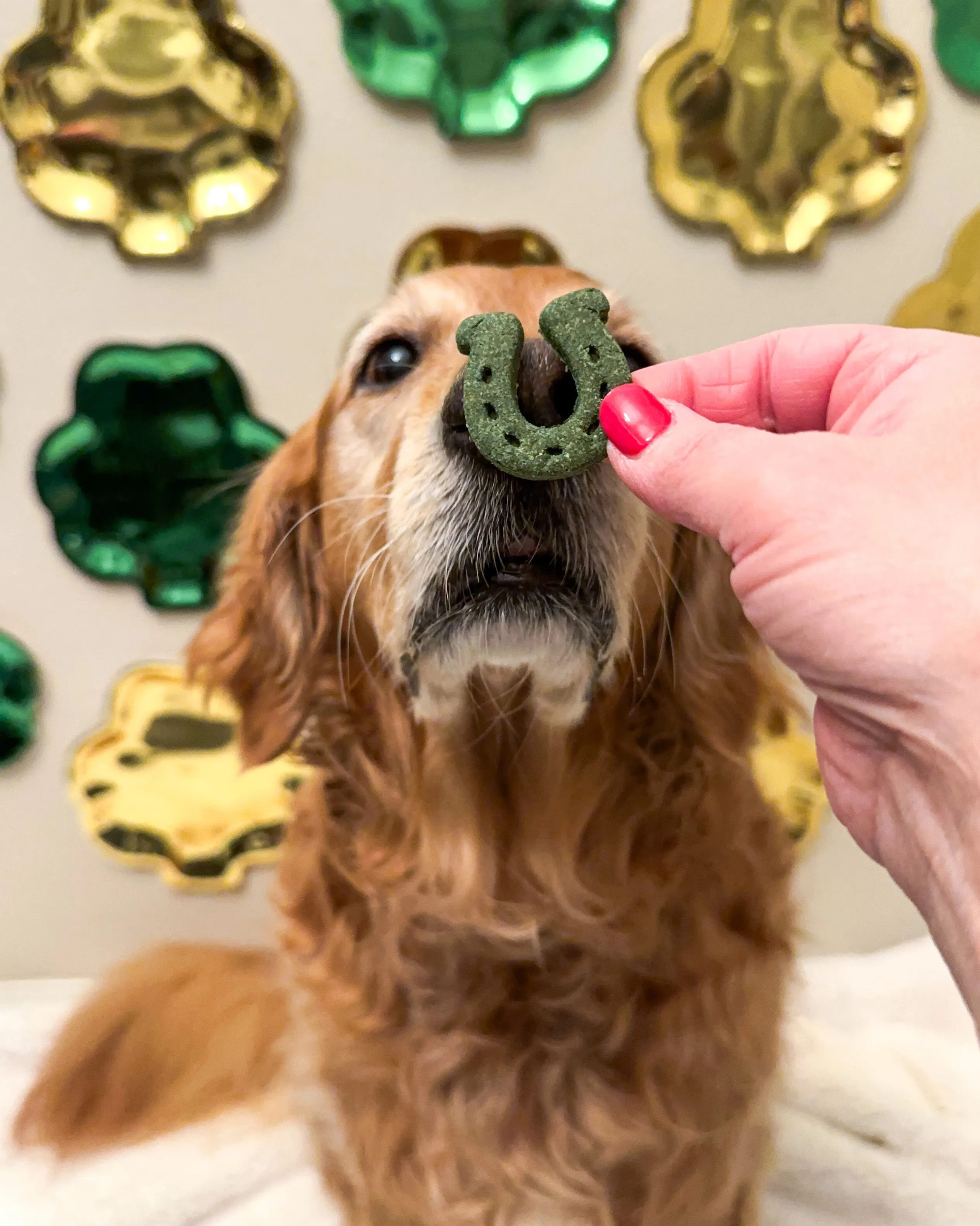 Horseshoe Shape Dog Biscuit Cookie Cutter (4 Sizes Available)