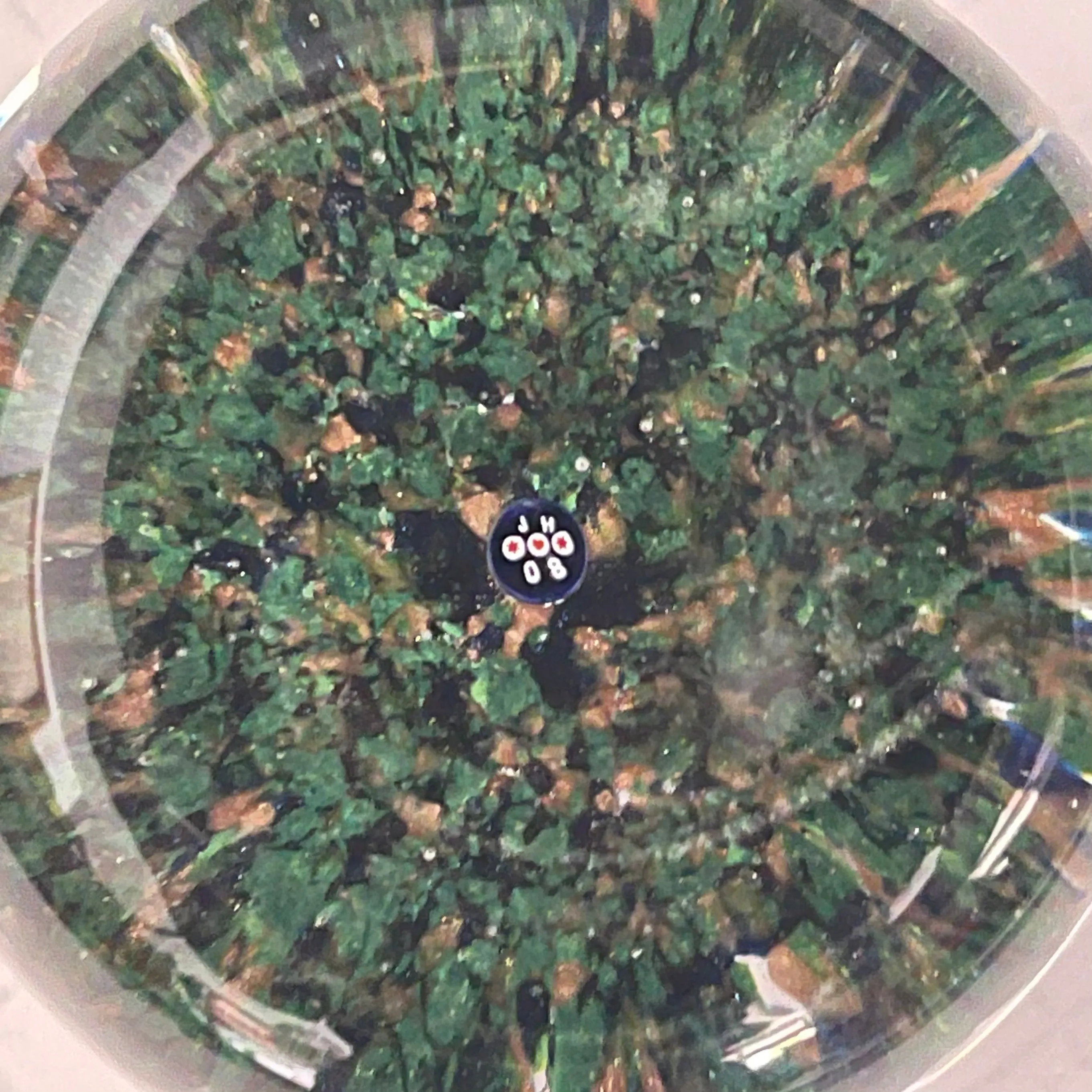 James Hart Complex Concentric Millefiori w/ Roses on Aventurine Ground Glass Art Paperweight