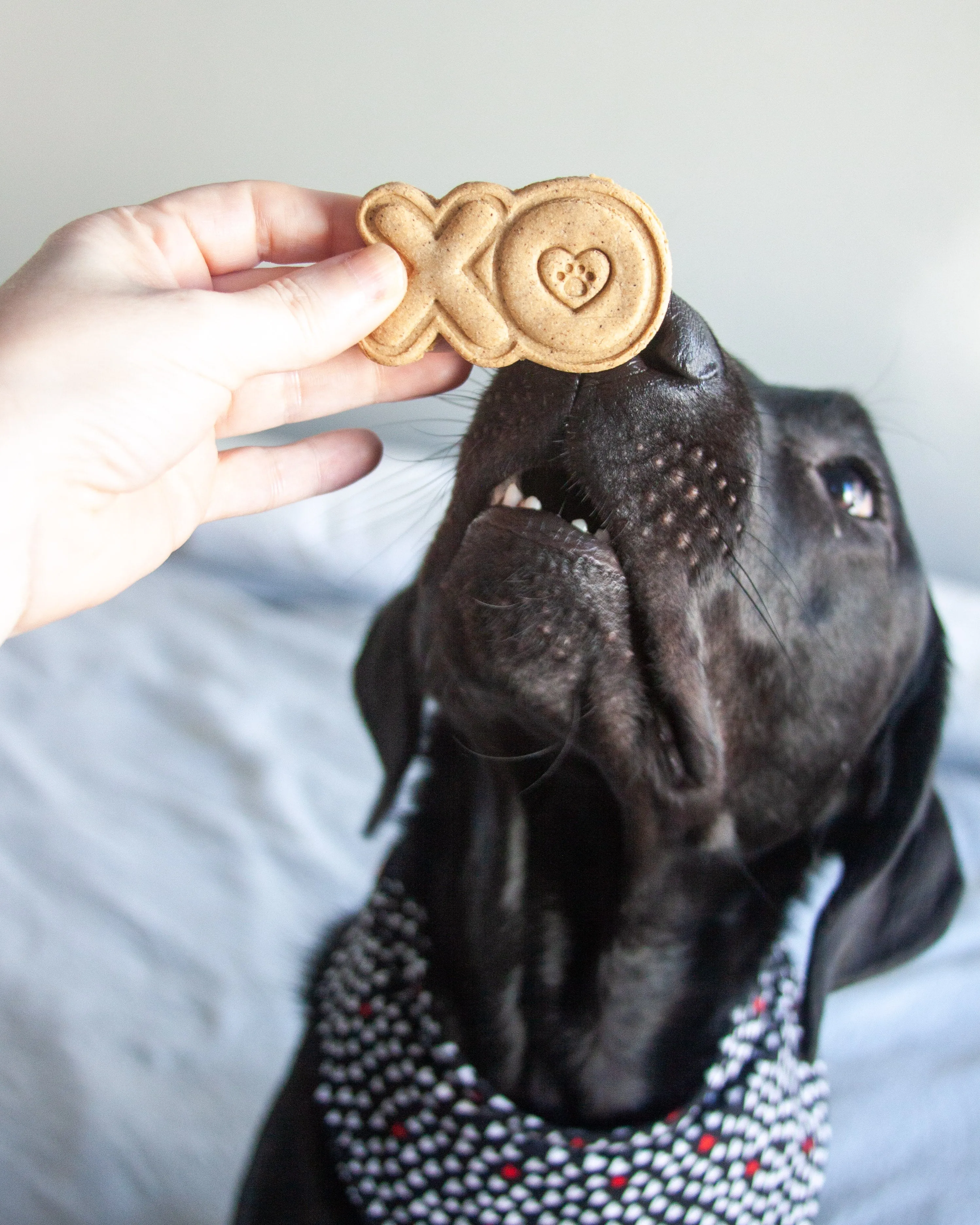 Kisses & Hugs XO Shape Cookie Cutter