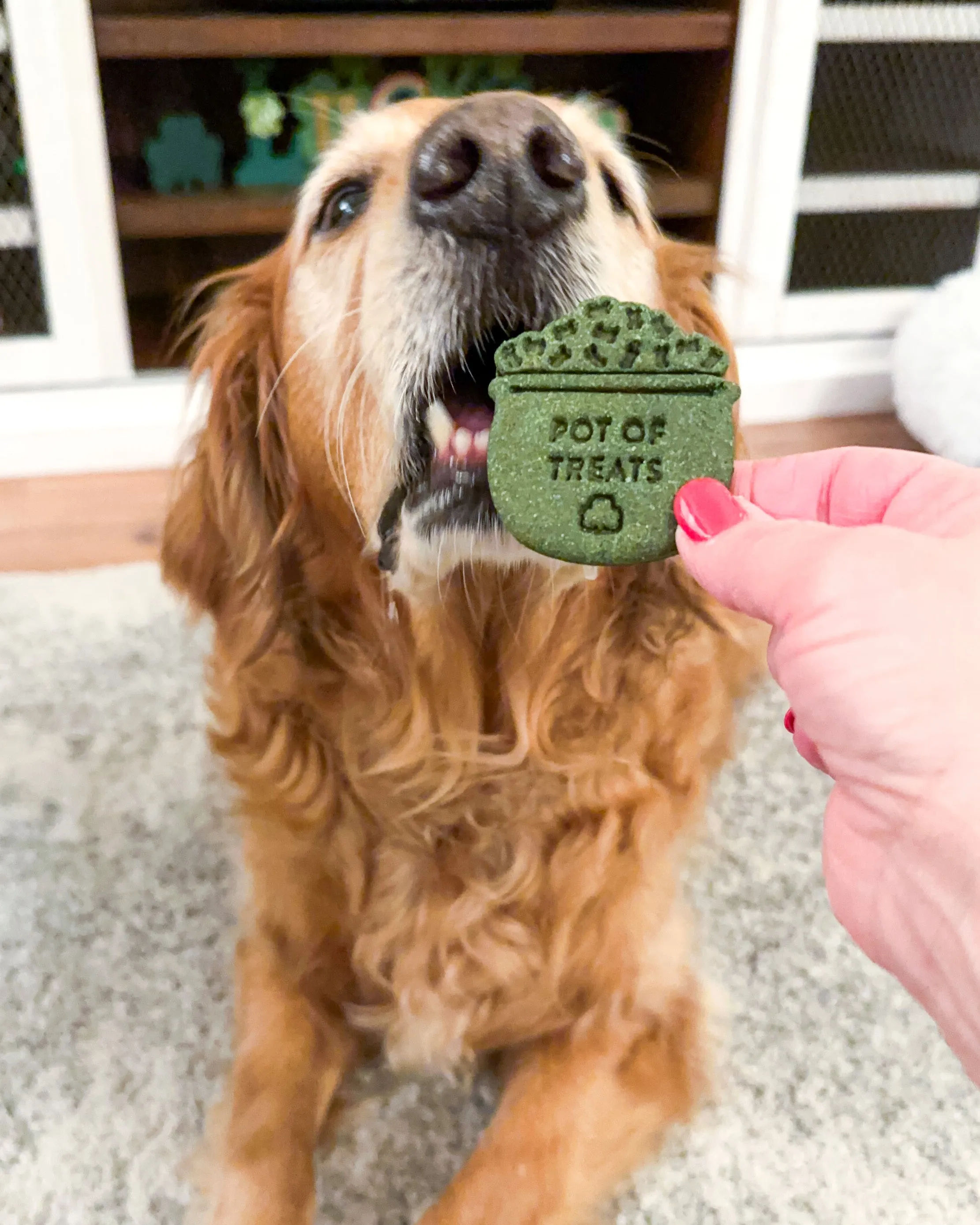 Lucky Leprechaun Bundle - St Patrick's Day - Dog Biscuit Cookie Cutters (BUNDLE of 3)
