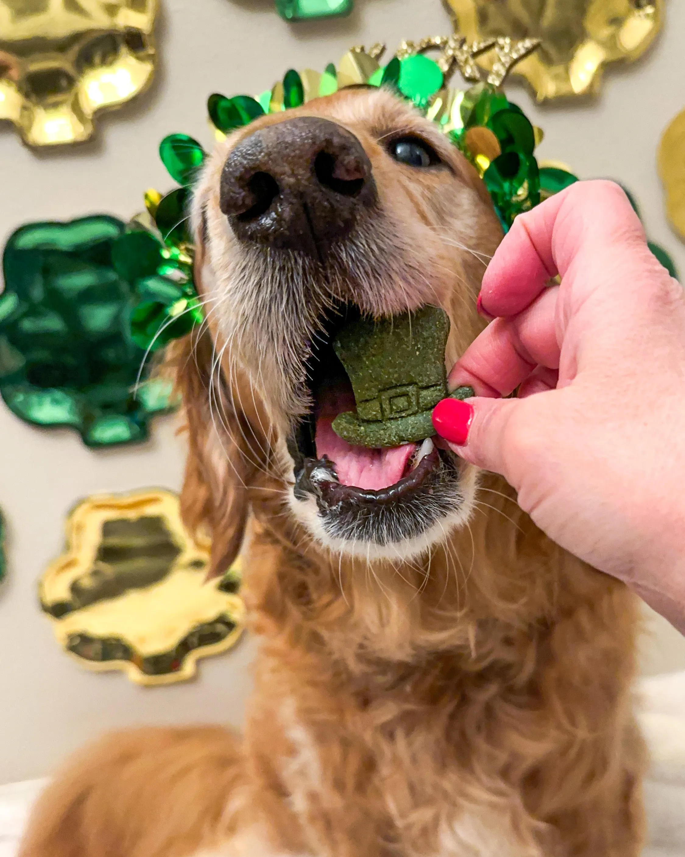 Lucky Leprechaun Bundle - St Patrick's Day - Dog Biscuit Cookie Cutters (BUNDLE of 3)