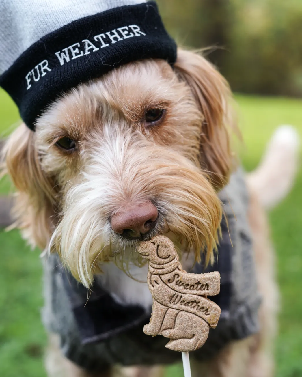 "Happy Holidays" & "Sweater Weather" Dog with Scarf Cookie Cutter