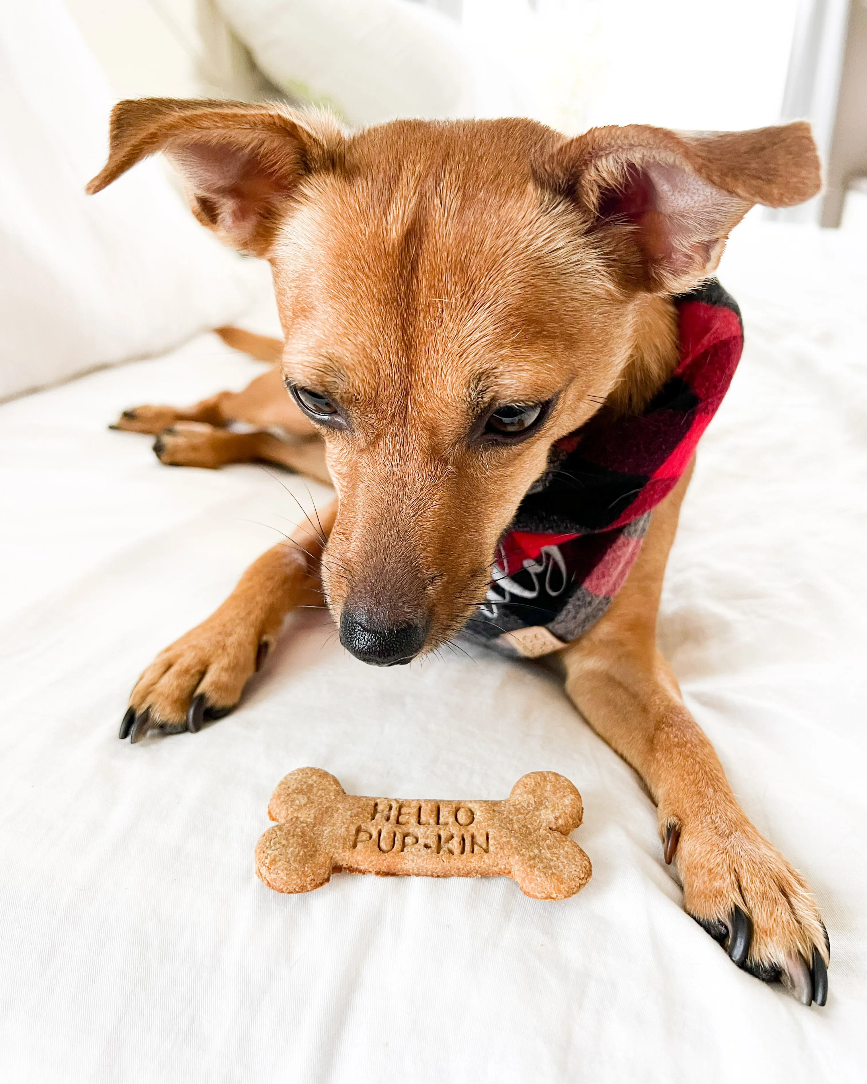 "Hello Pup-kin" Dog Bone Shaped Cookie Cutter