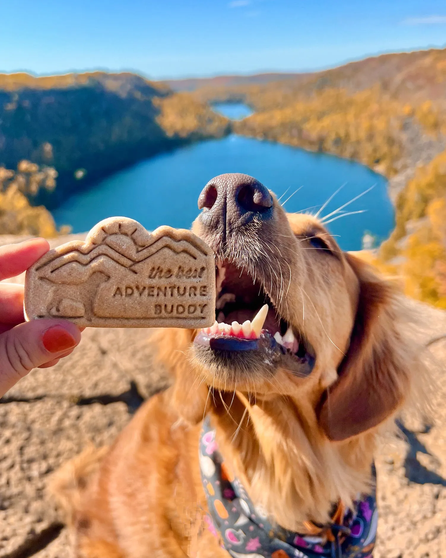 "The Best Adventure Buddy" Dog & Mountains Cookie Cutter