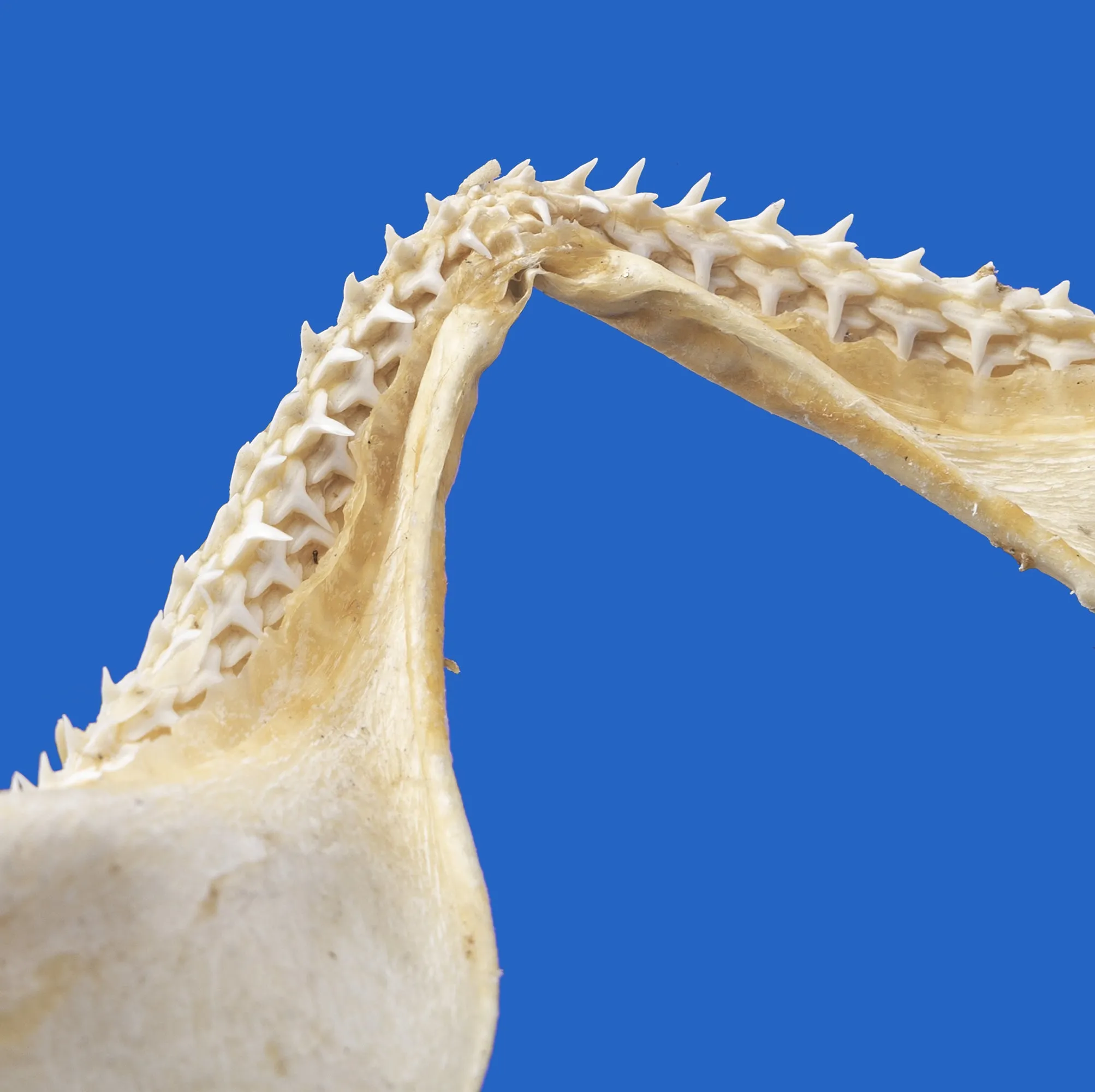Shark Jaws Australia S208G