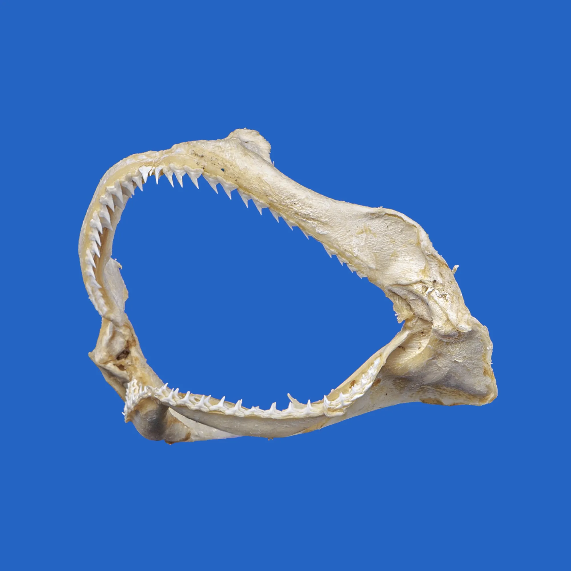 Shark Jaws Australia S208G