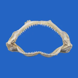 Shark Jaws Australia S208G