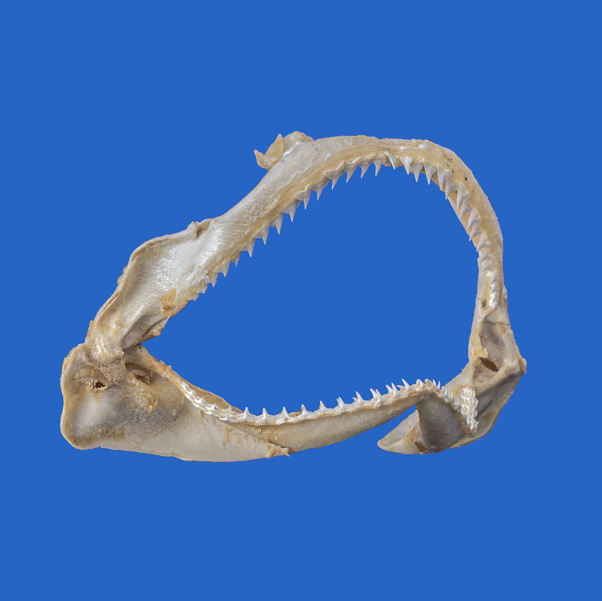 Shark Jaws Australia S208G