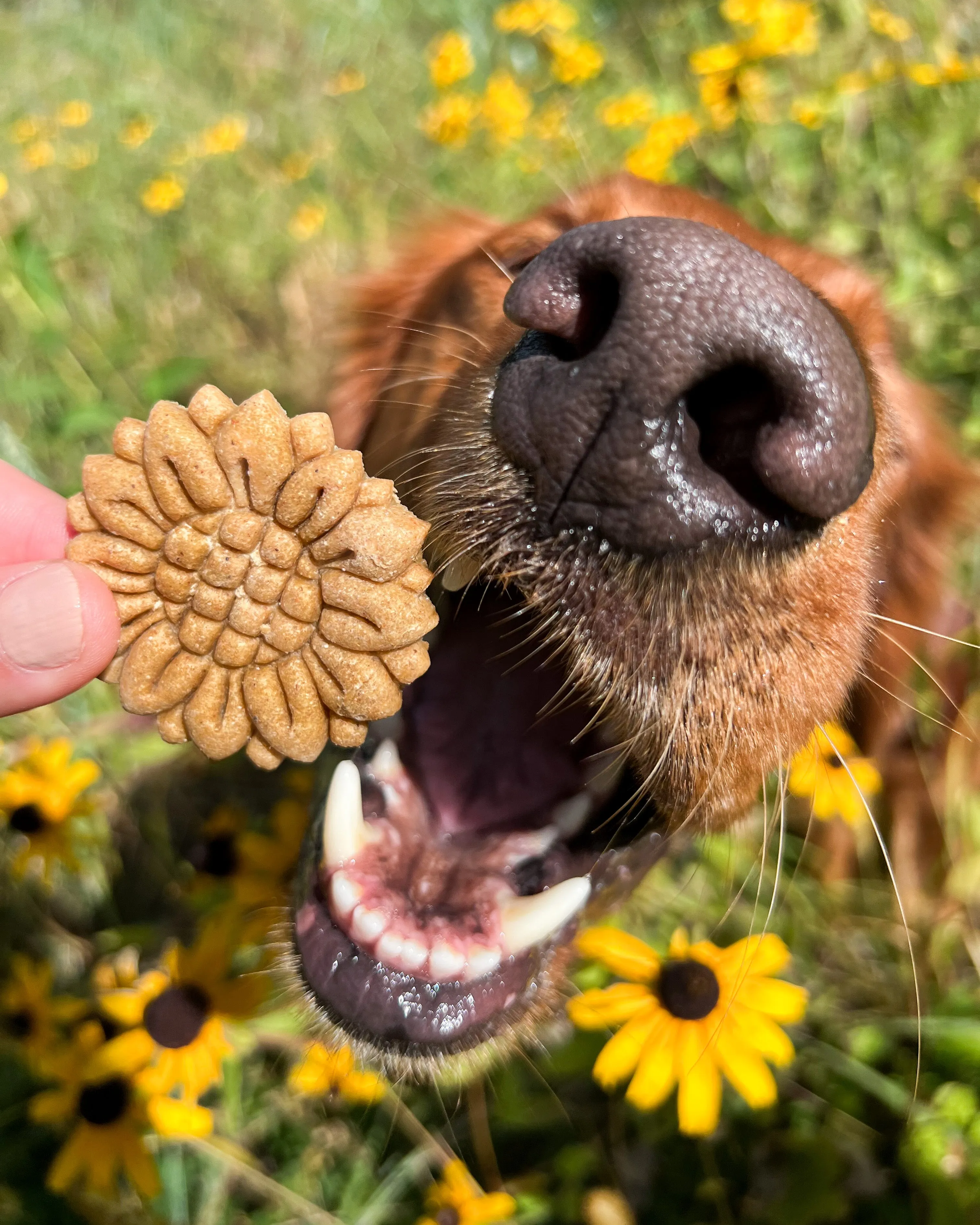 Sunflower Shape Cookie Cutter