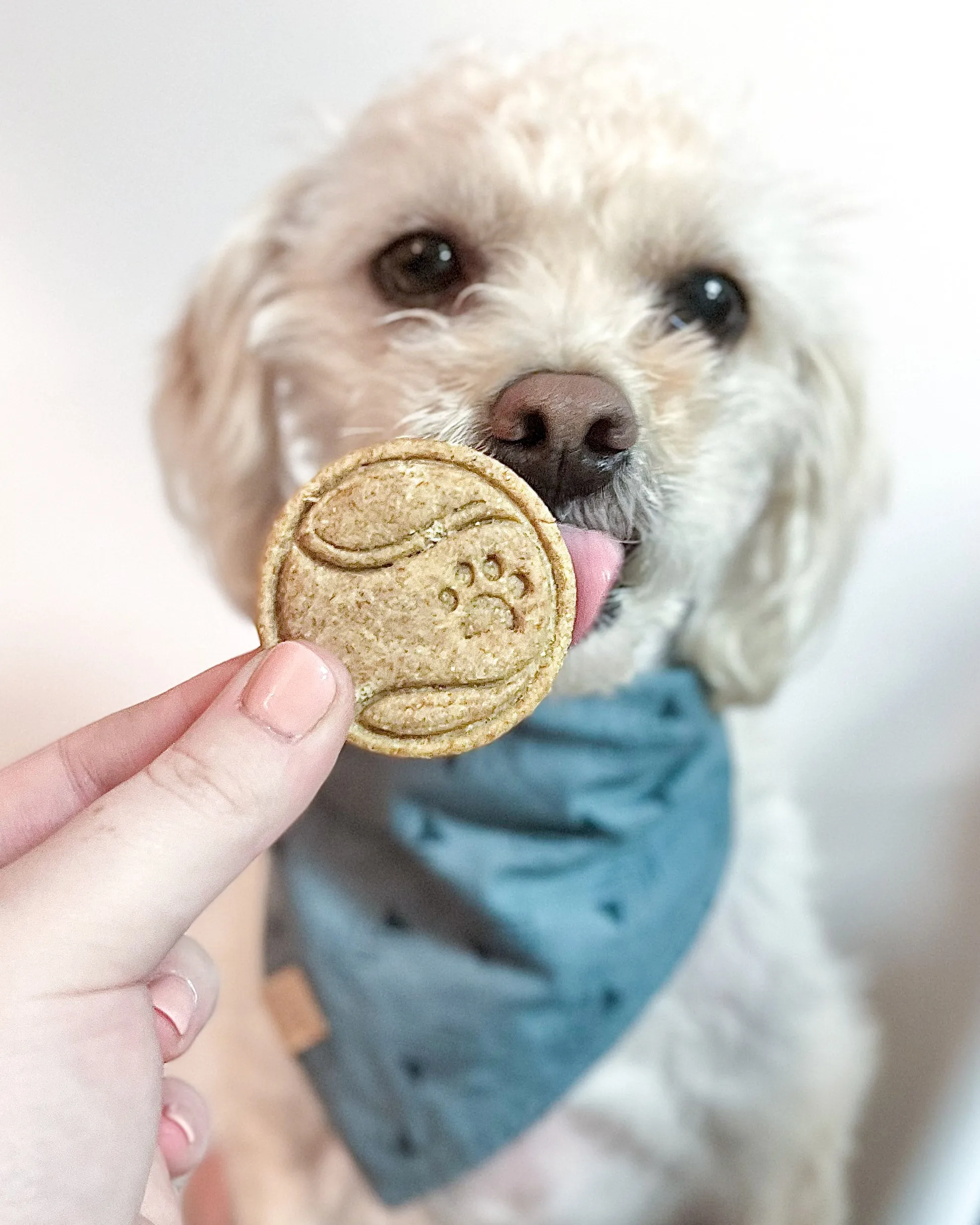 Tennis Ball Shaped Cookie Cutter (with PAW)