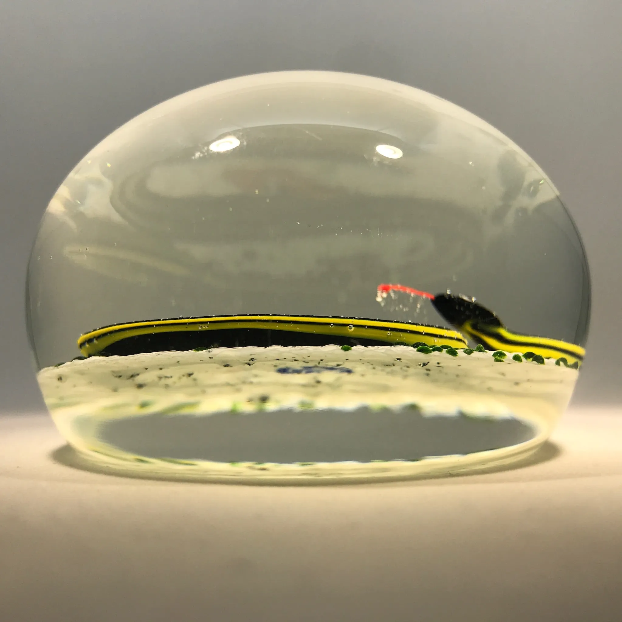 Vintage John Gentile Henry Johnson Art Glass Paperweight Snake & Ladybug